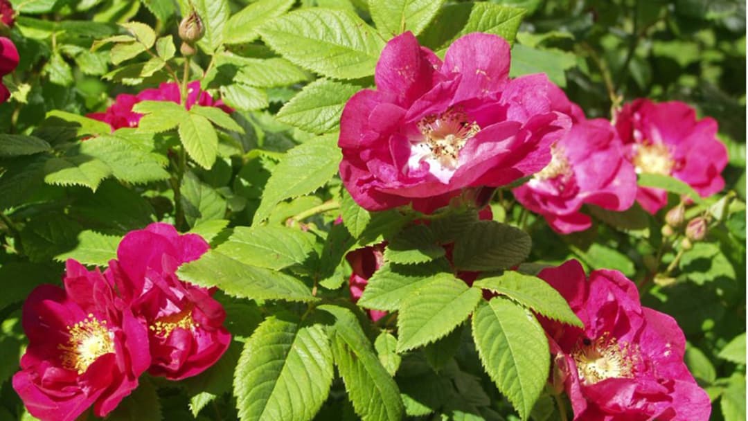 Valamonruusu kukkii