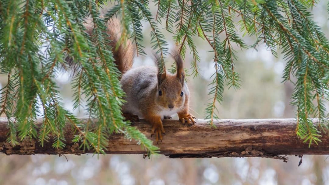 Orava kuikuilee