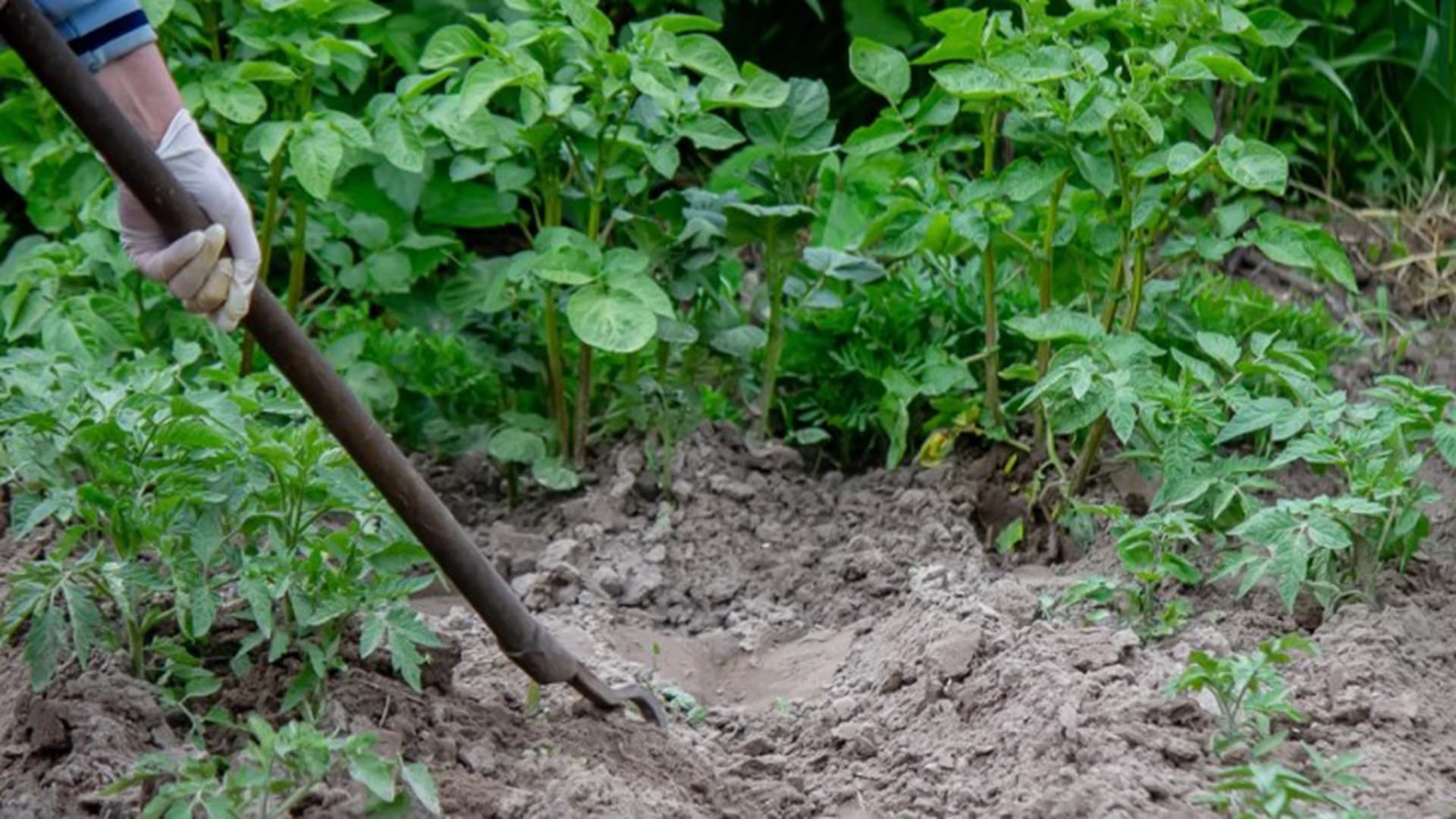 woman-digs-garden-beds-weeding-weeds-in-the-garde