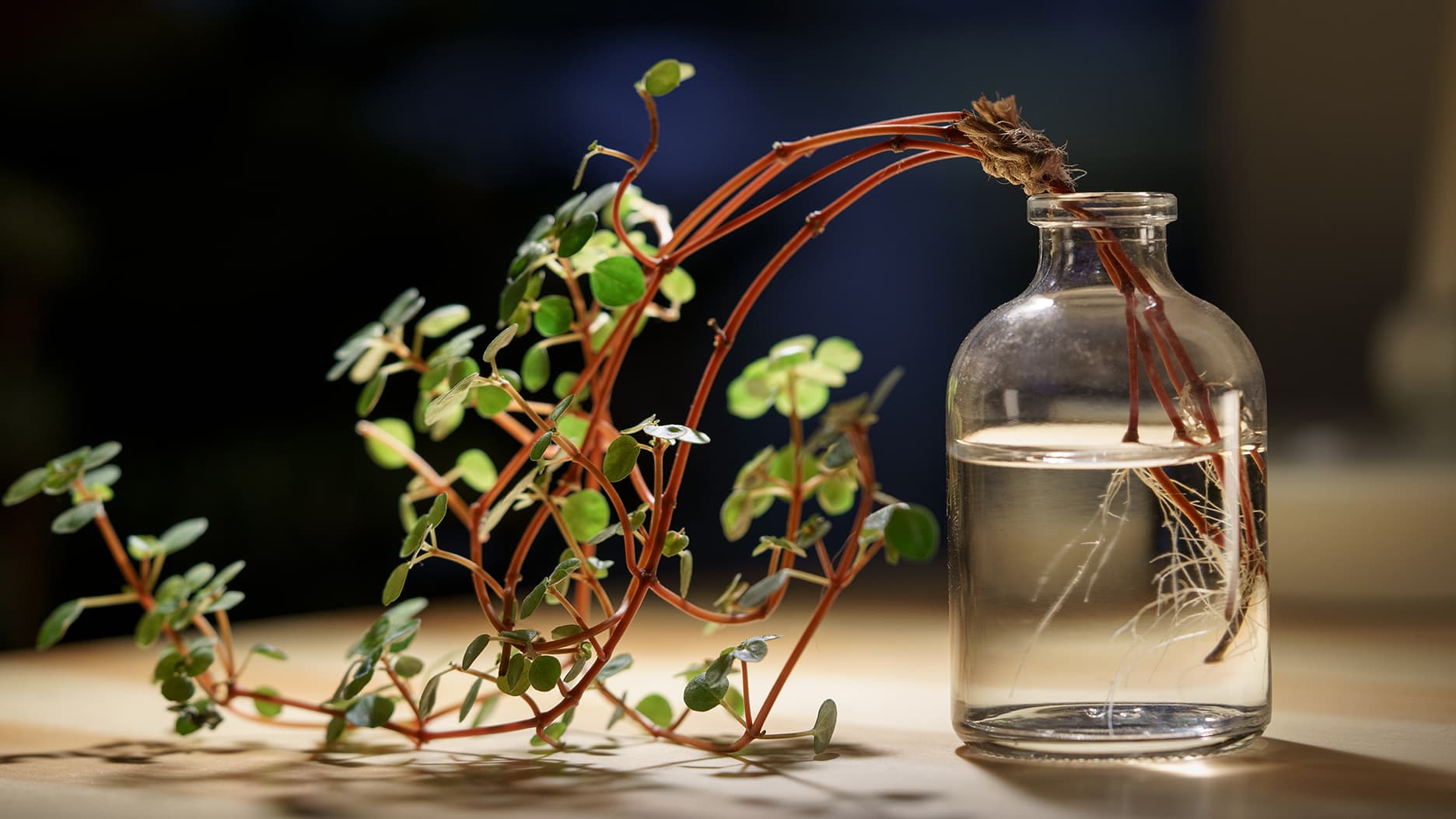 <p data-block-key="eaofv">Pistokkaista kasvattamalla huonekasvikokoelmaa voi lisätä helposti ja edullisesti. Kuvassa Pilea libanensis. (Kuva: Adobe Stock)</p>