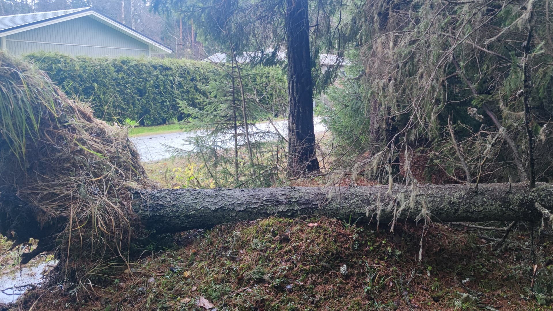 Kaatuiko puu? Näistä syistä puut kaatuvat ja näin voit ehkäistä sen
