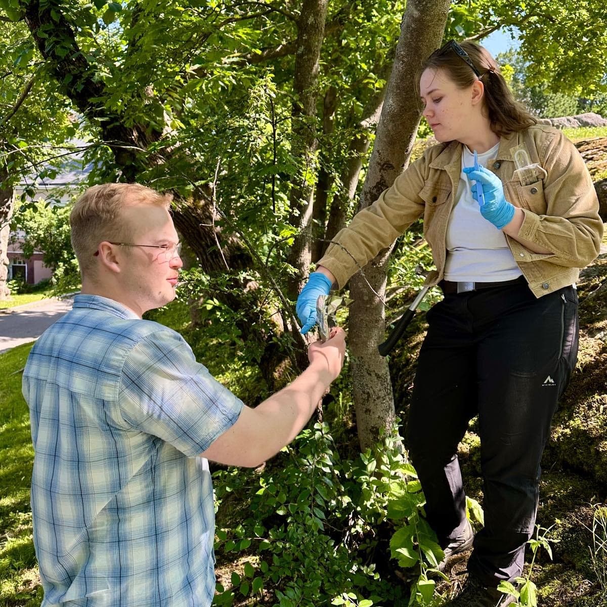 <p data-block-key="ucltp">Turun puistoista ja teidenvarsilta otettiin mikrobi- ja kemianäytteitä lehtosaarnien (Fraxinus excelsior) nilasta ja lehdistä. Näytteenottajina biologianopiskelijat Elina Tainio ja Nuutti Mikkonen.</p>