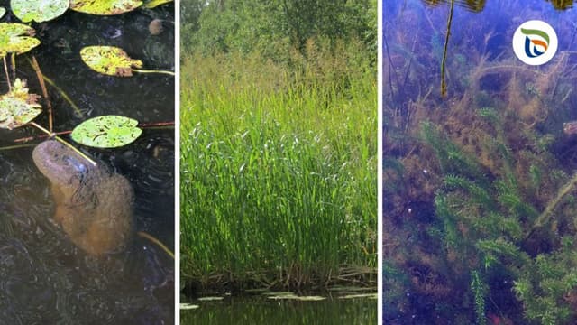 Nämä vieraslajit viihtyvät lämpimissä vesissä. Kuvassa vasemmalla on hyytelösammaleläin, keskellä isosorsimo ja oikealla kanadanvesirutto.