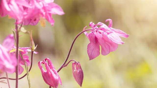 Akileija hurmaa  puutarhassa