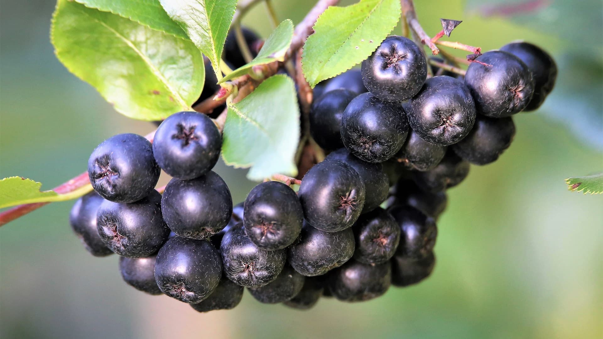 aronia-berries-5442465_1920