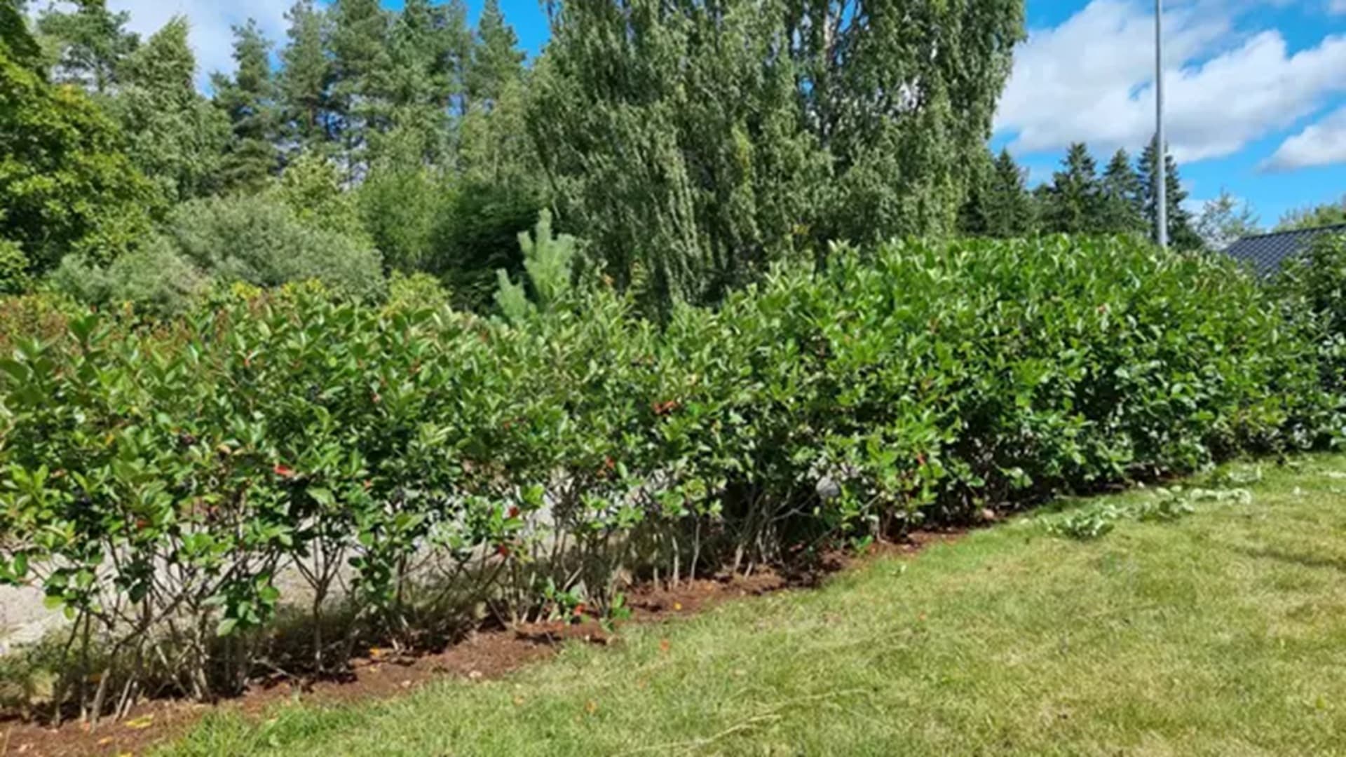 aronia aita lukijan kuva