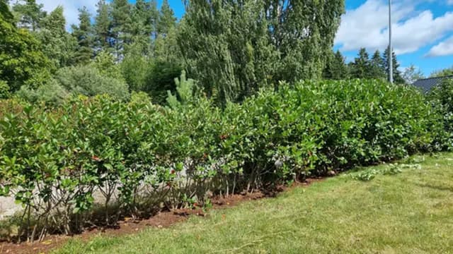 Aronia aita lukijan kuva