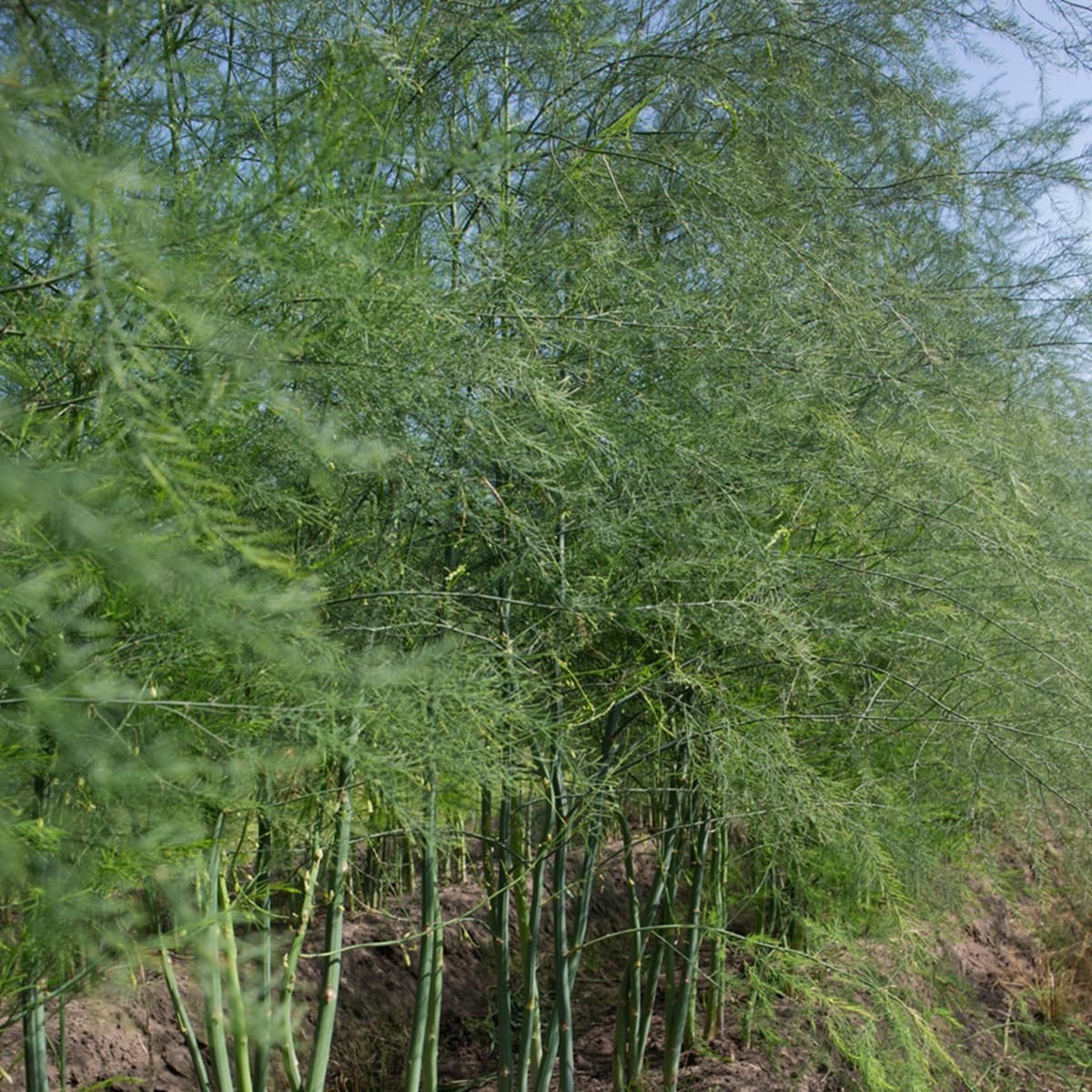 <p data-block-key="akqgm">Parsa, Asparagus officinalis (kuva: iStock)</p>