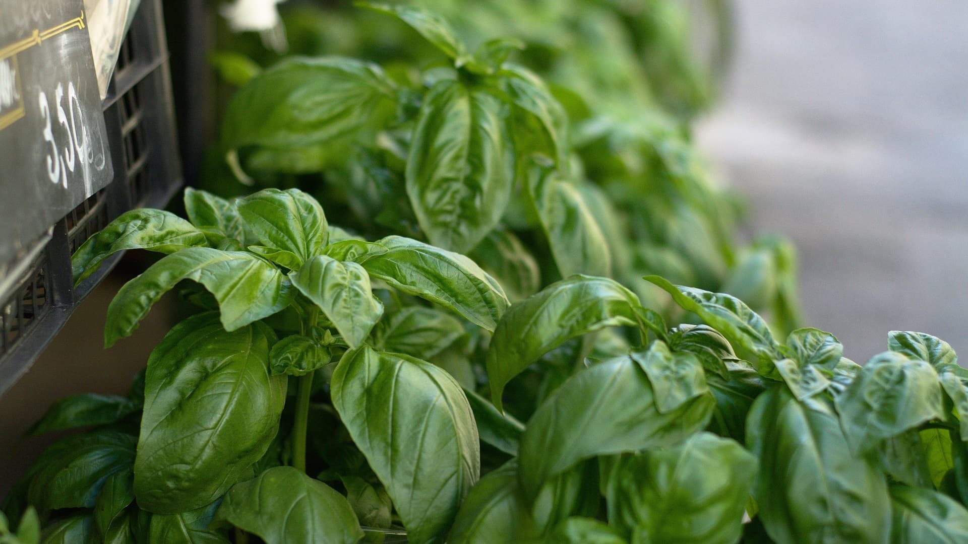 Basilika (Ocimum basilicum) – tuoretta makua ja vihreyttä keittiöön