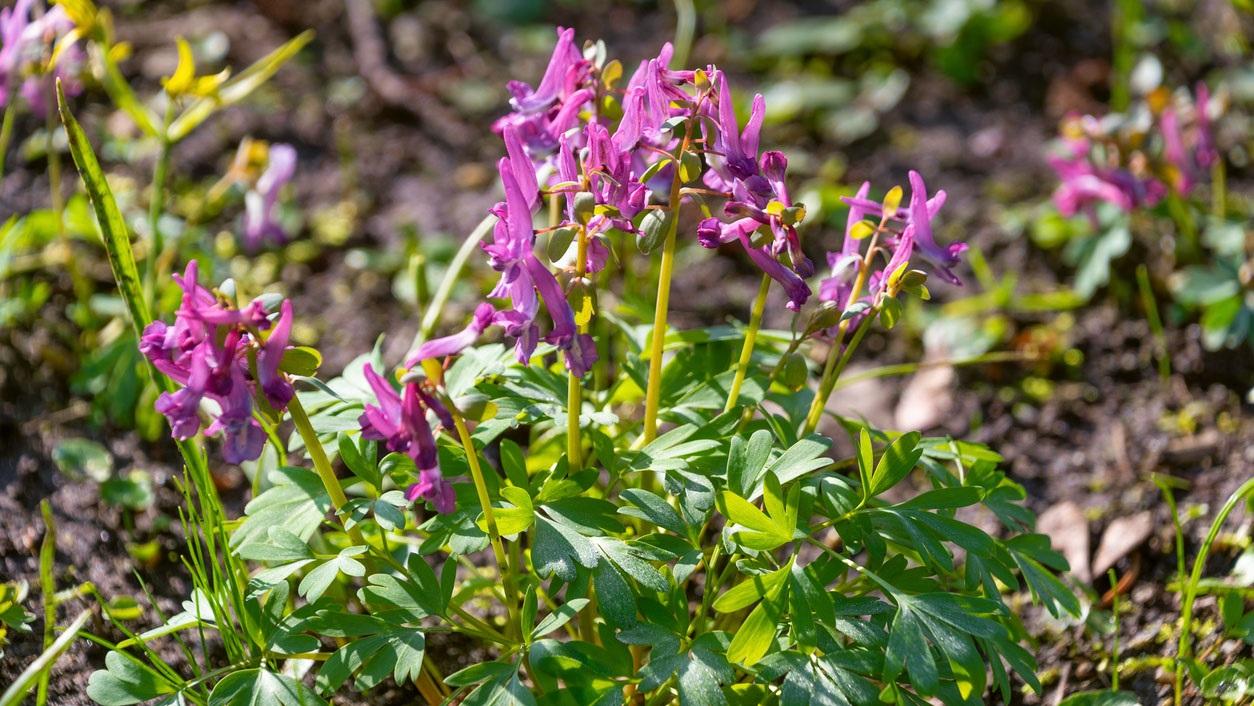 <p data-block-key="c1gl5">Pystykiurunkannus (Corydalis solida)</p>