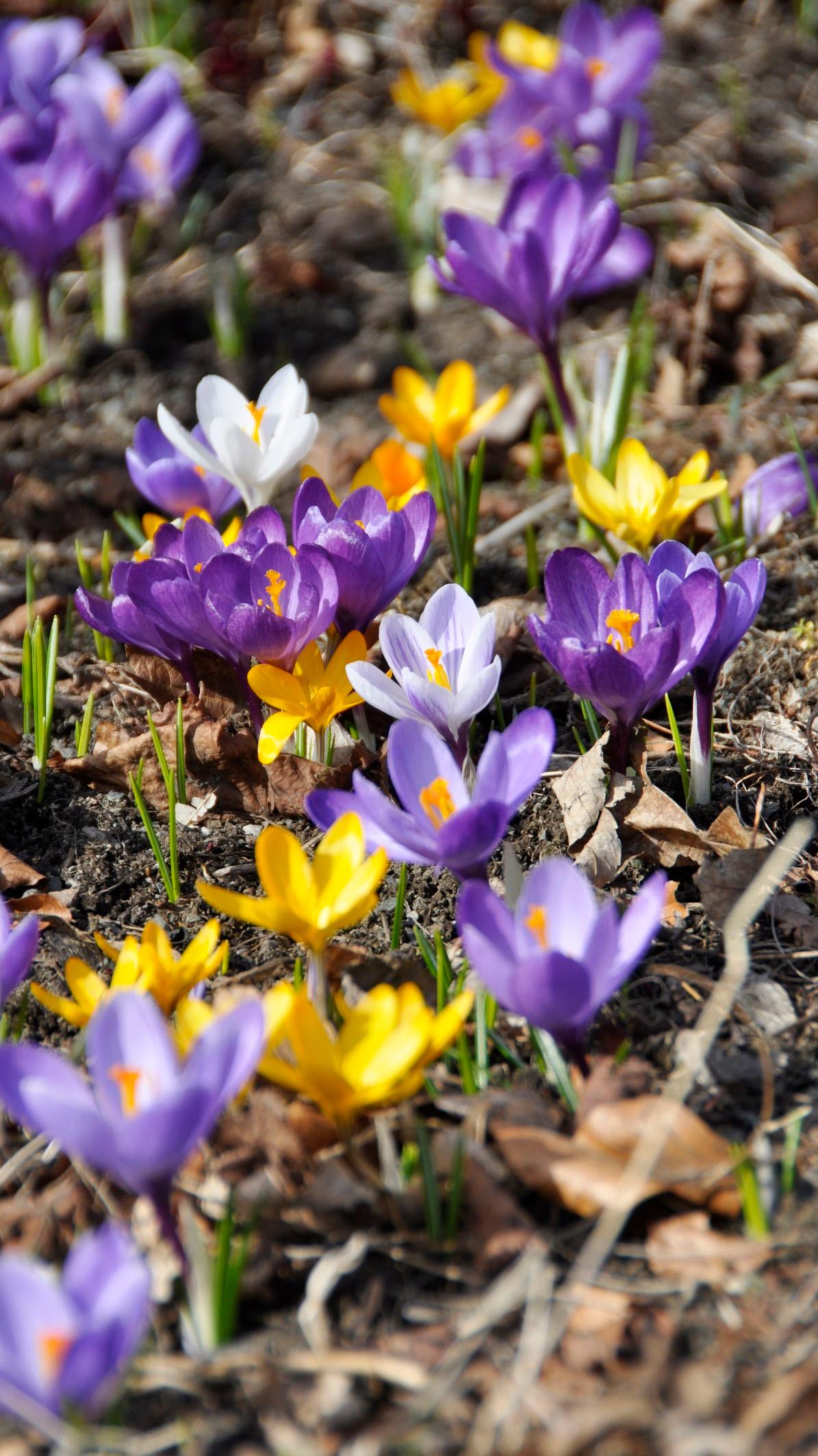 <p data-block-key="0vdrn">Krookus (Crocus botanical)</p>