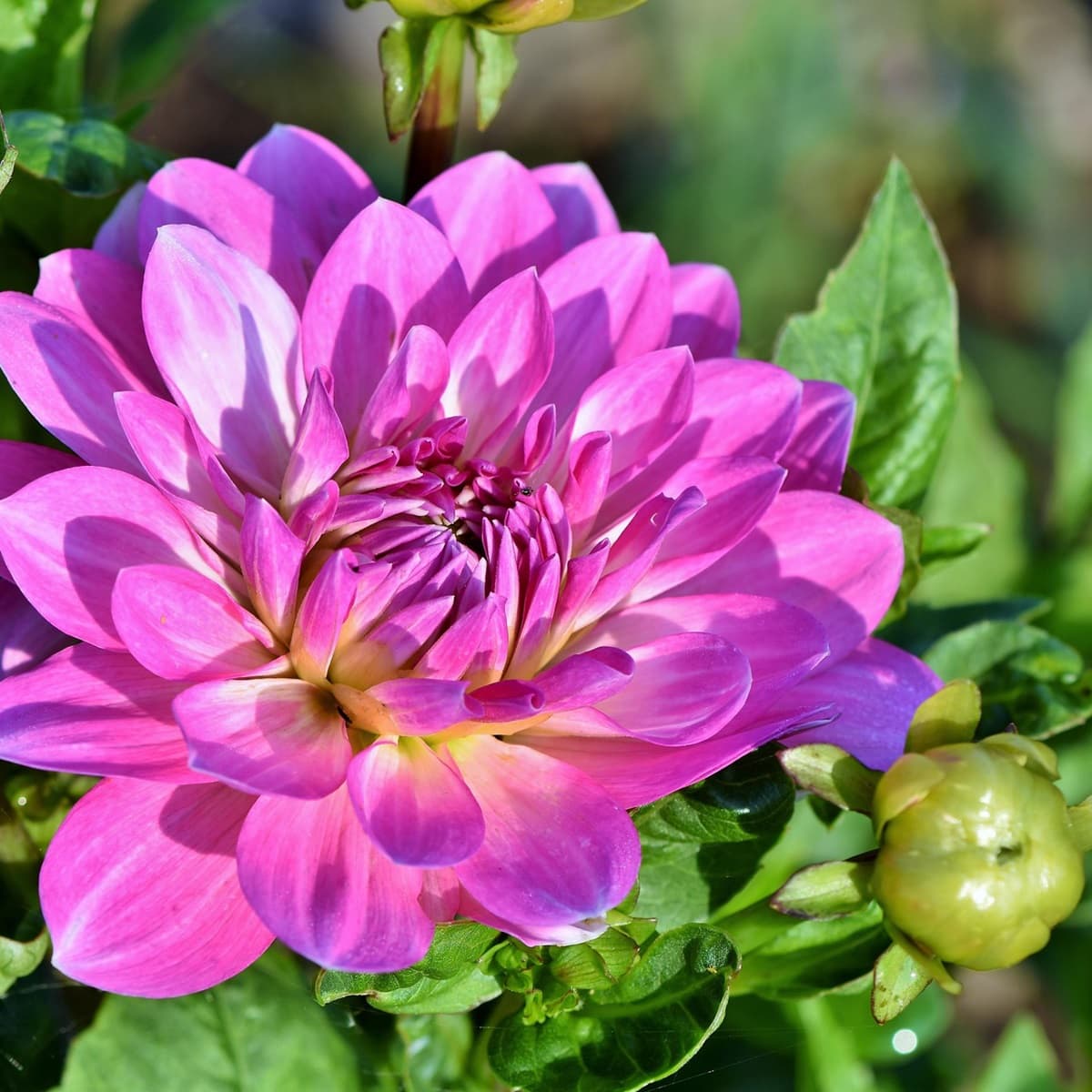 <p data-block-key="q2f8q">Daalia viihtyy aurinkoisella kasvupaikalla ja palkitsee huolellisen kastelun runsaalla kukinnalla koko kesän ajan. (Kuva: Pixabay)</p>