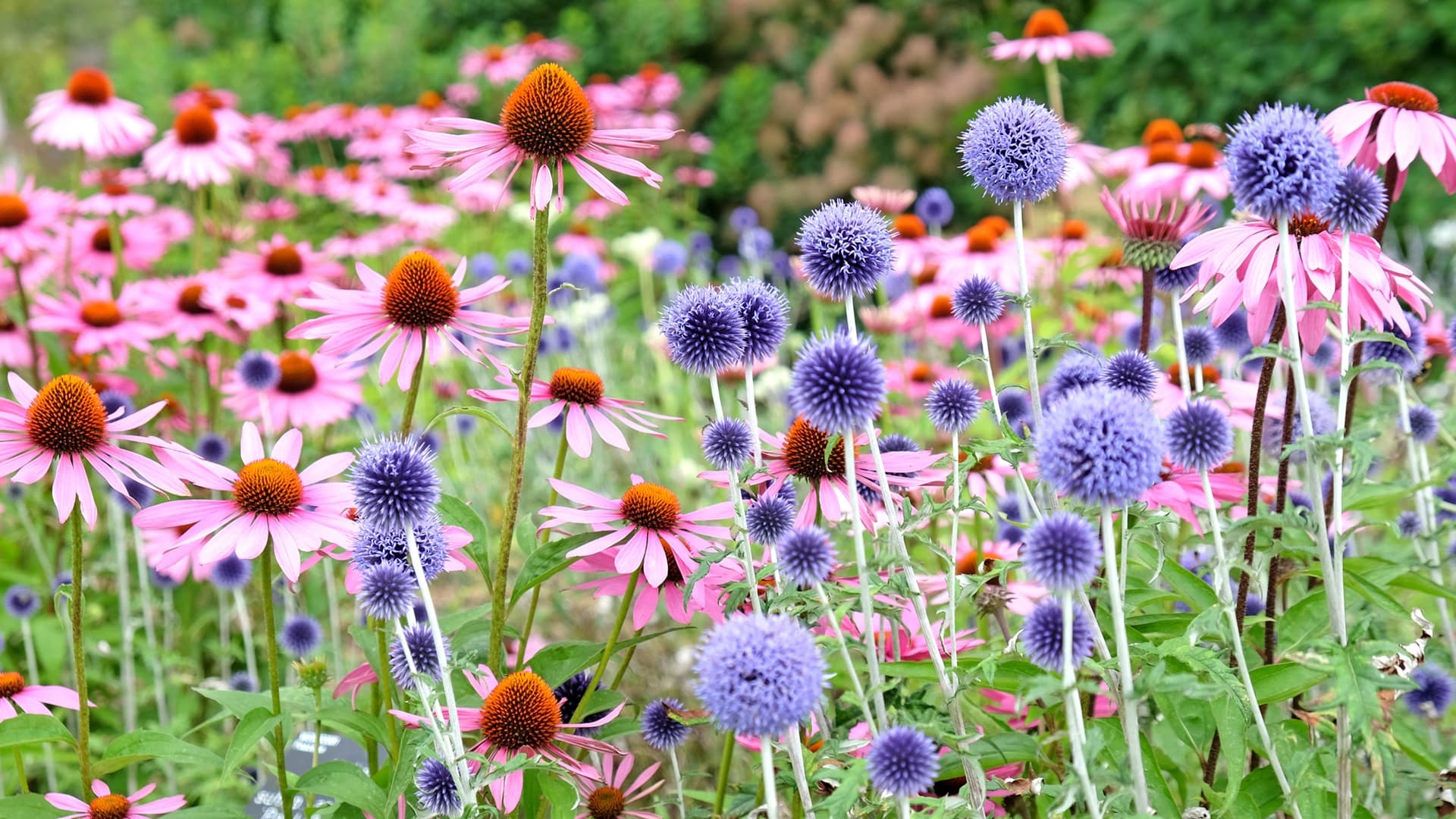 <p data-block-key="sigmg">Sinipallo-ohdakkeiden (Echinops) ja punahattujen (Echinacea) upeaa kukintaa. Molempien lajien siemenet säilyvät tanakoissa kukkavarsissa pitkään ja tarjoavat linnuille talvisen aterian.</p>