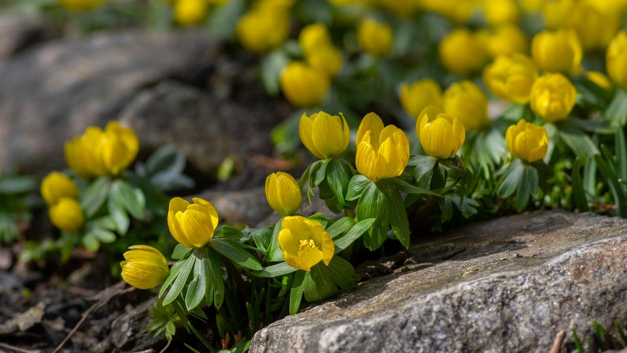 <p data-block-key="duma3">Italiantalventähti (Eranthis hyemalis)</p>