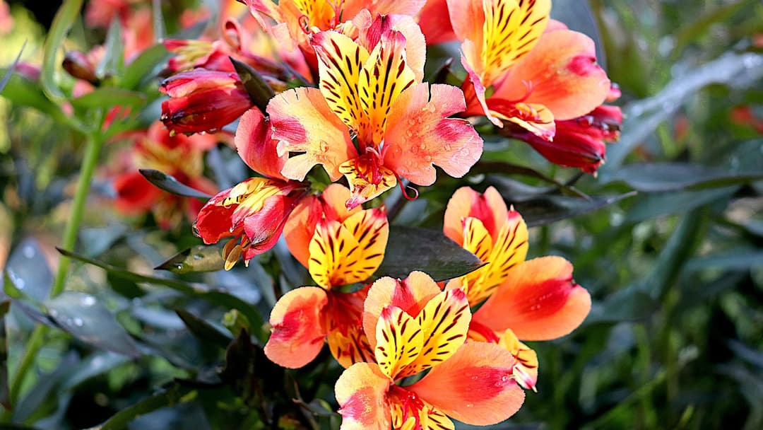 Freesia on kaunis kukkija