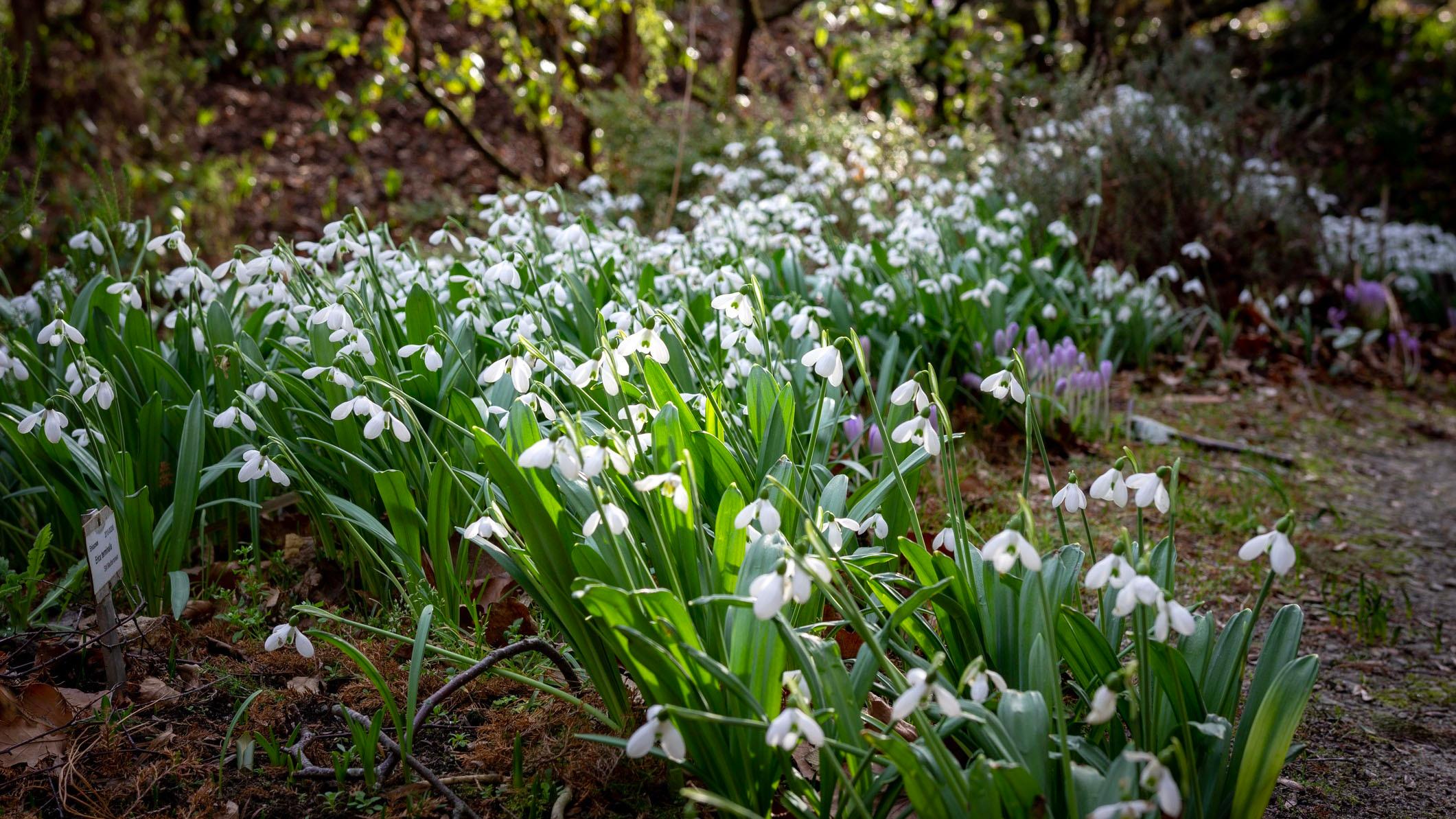 <p data-block-key="p8cl6">Lumikello (Galanthus nivalis)</p>