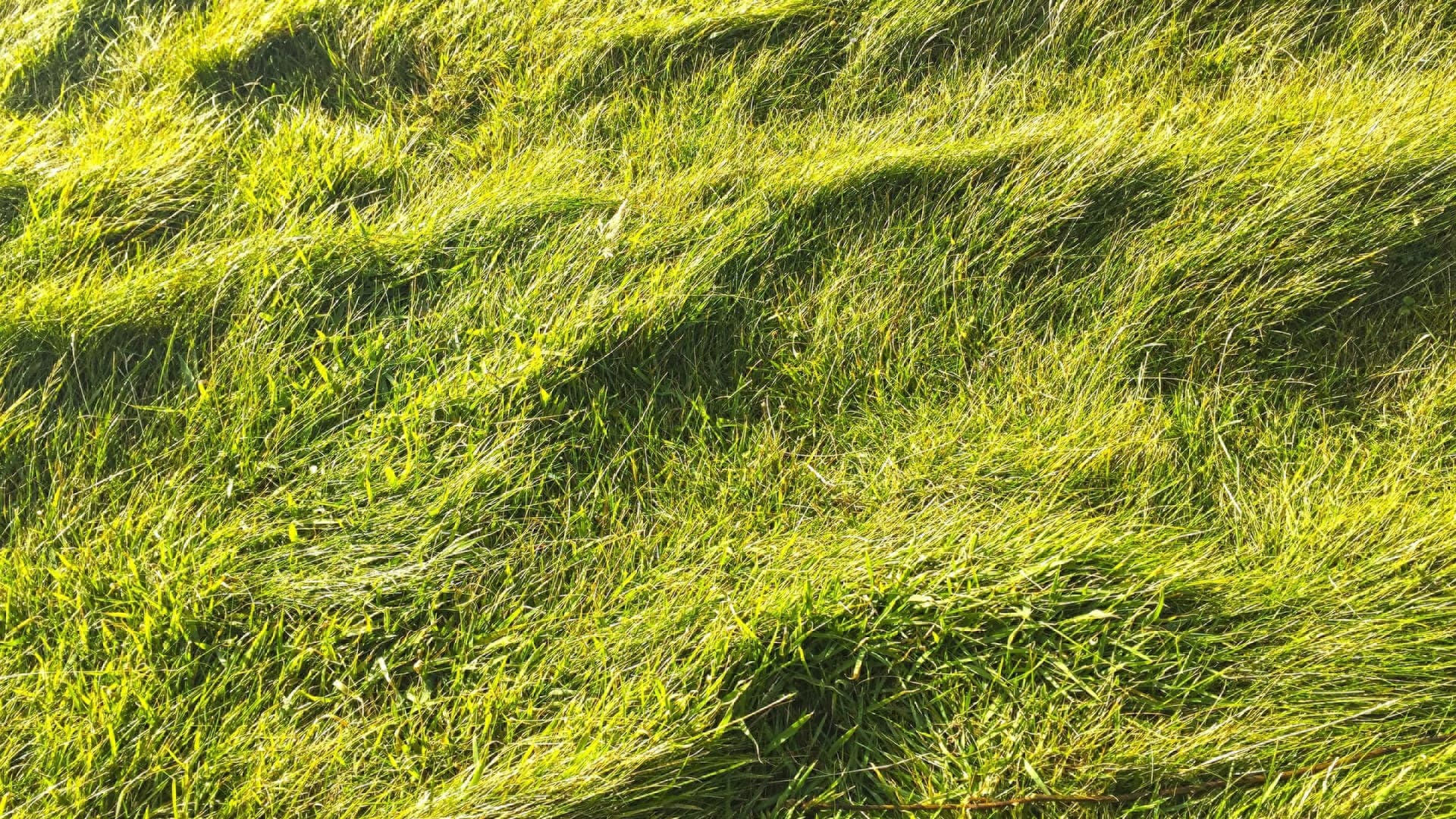 grasses-2704858_1920