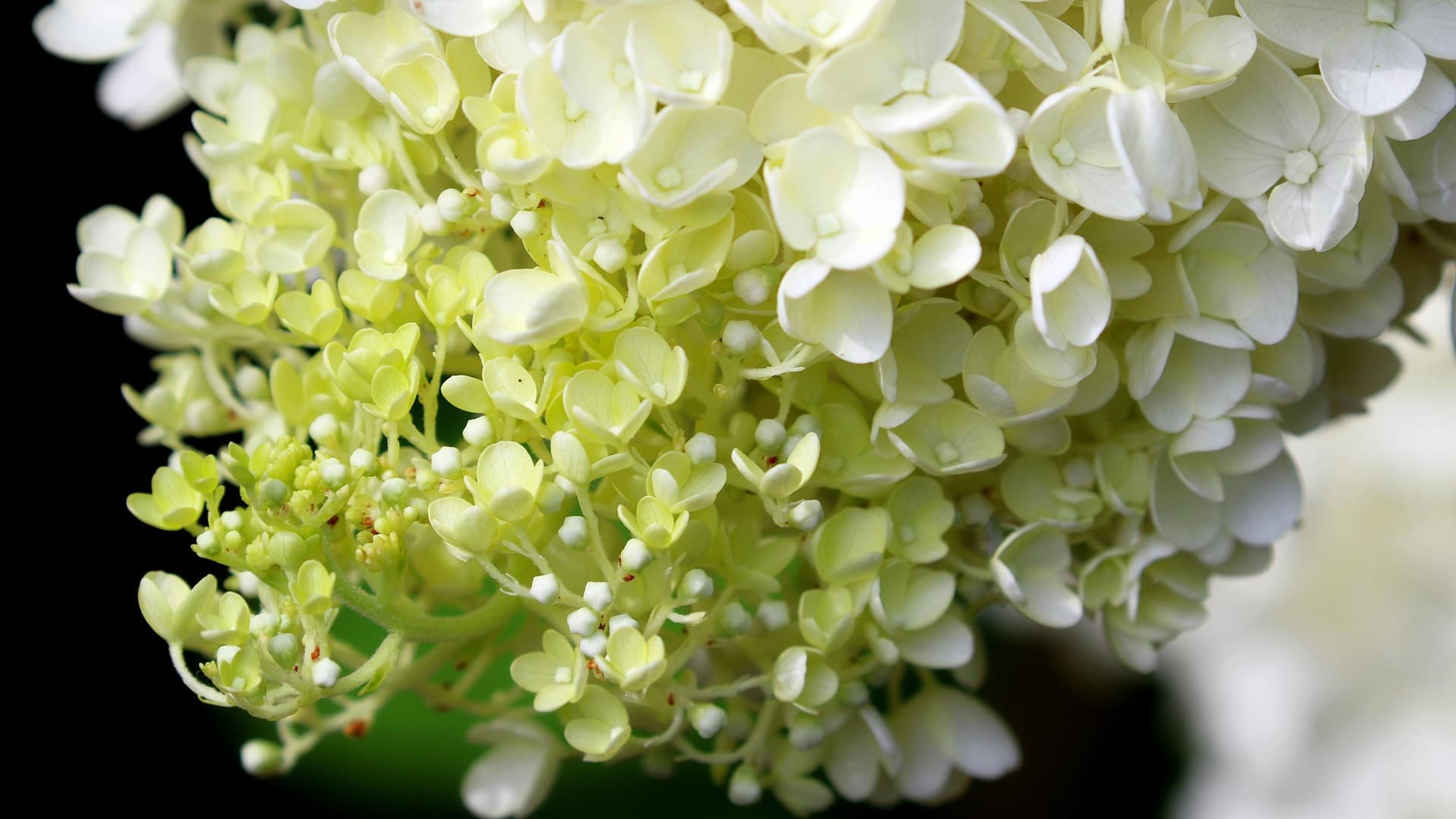 Miksi valkoinen ruukku hortensia muuttuu vaaleanpunaiseksi? Asiantuntija vastaa