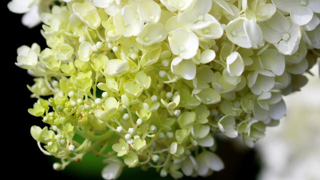 Valkoinen hortensia