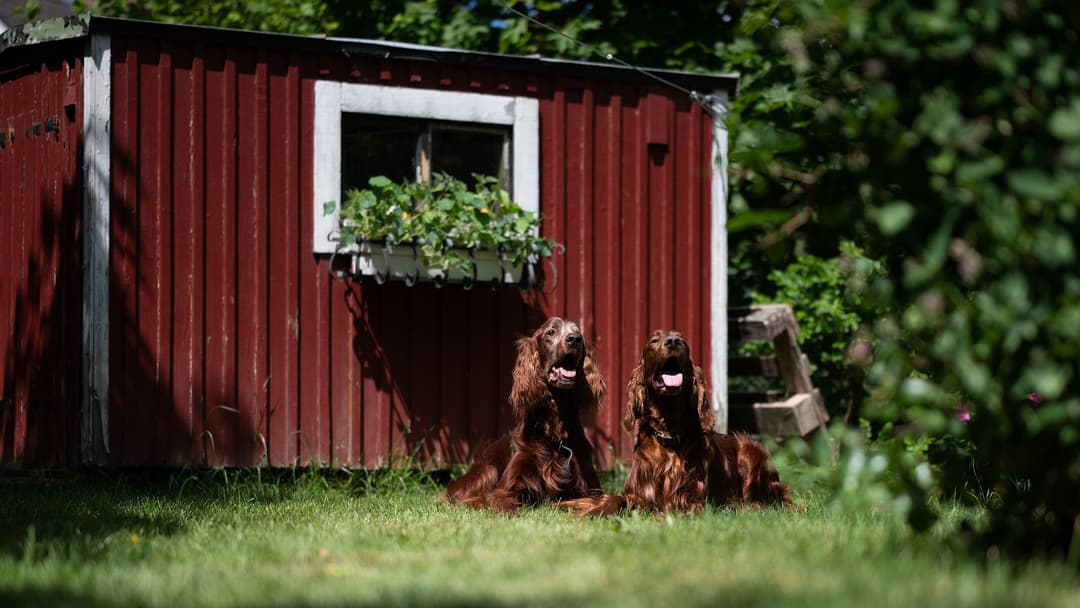 Metsäpihan lannoitus