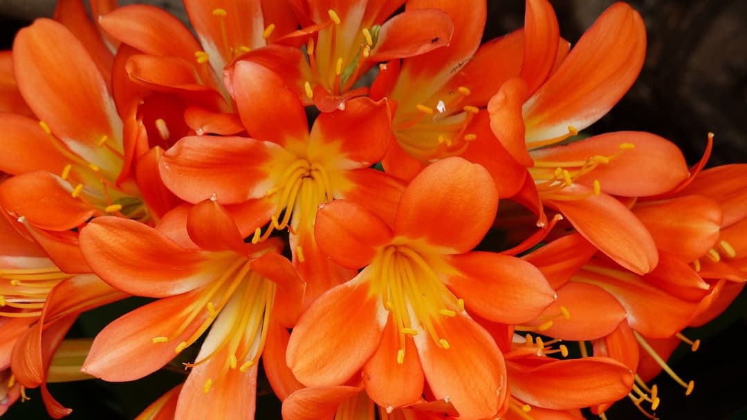 Kliivia Clivia miniata