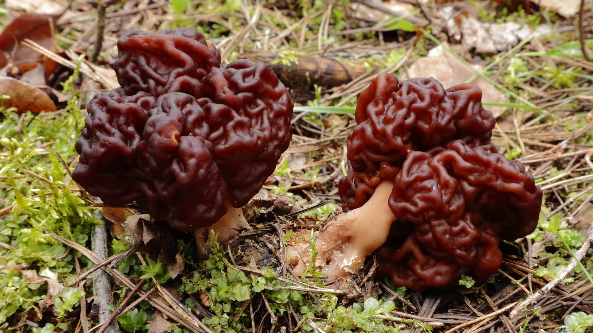 korvasieni