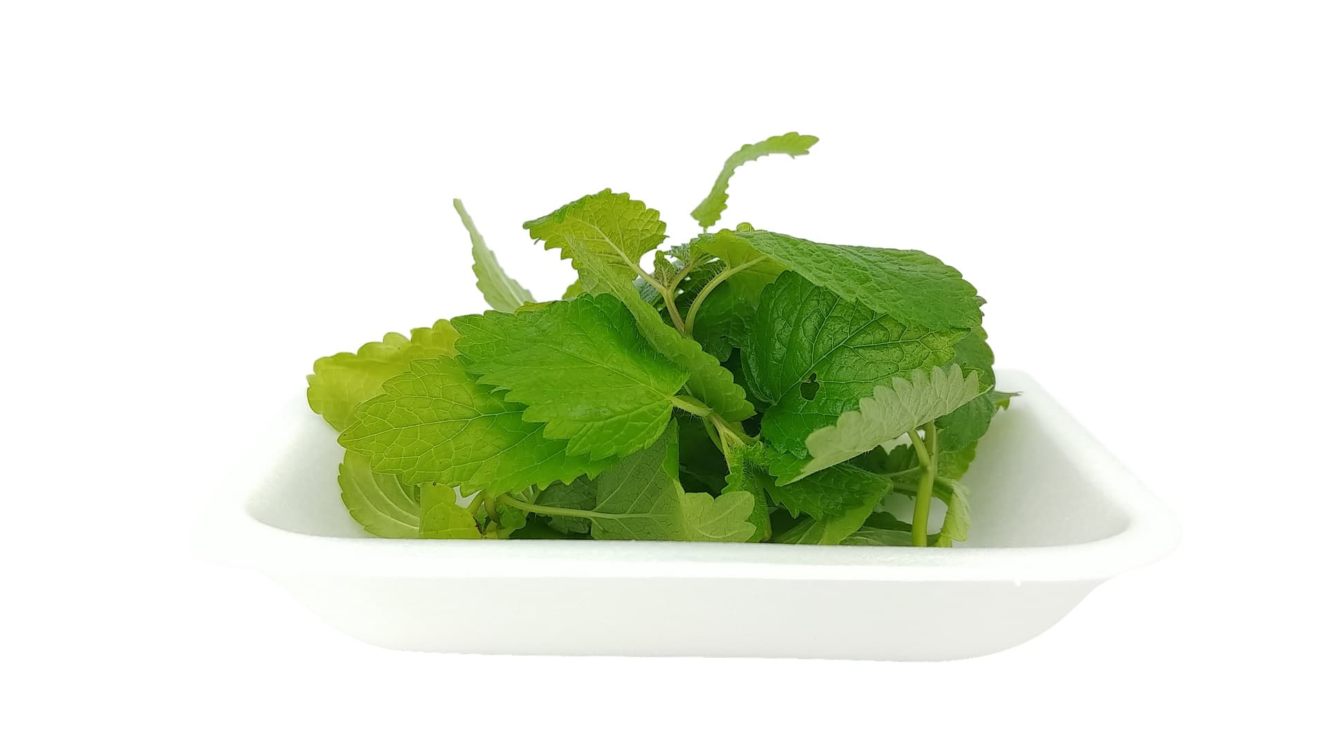 Sitruunamelissa (Melissa officinalis):