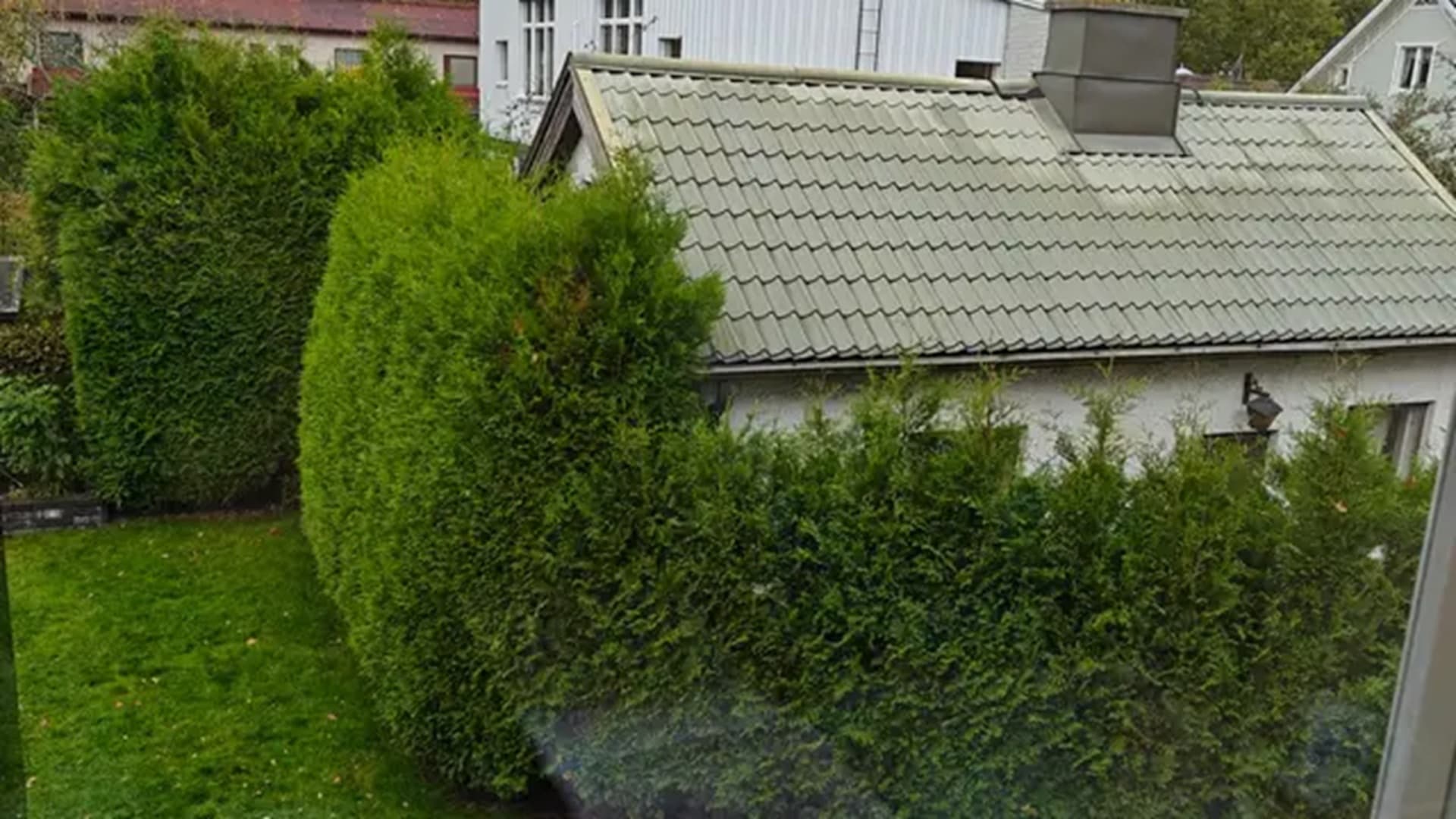 lukijan kuva tuijista
