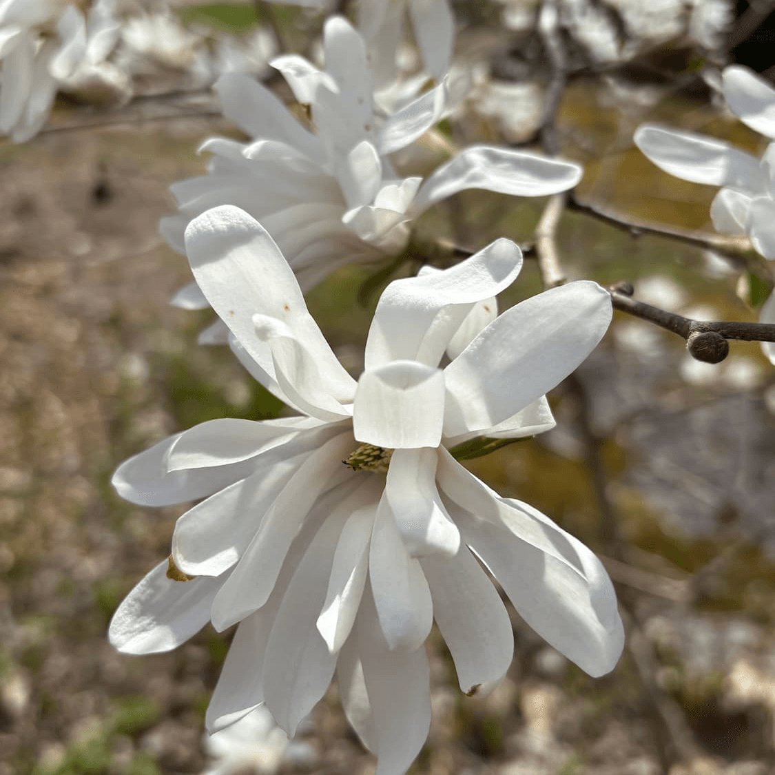 <p data-block-key="35kof">Tarhamagnolia, Magnolia x loebneri ’Merrill’. ’Merrill’-lajikkeen valkoiset, tähtimäiset kukat loistavat varhain keväällä kuin luonnon omat ilotulitukset.</p>