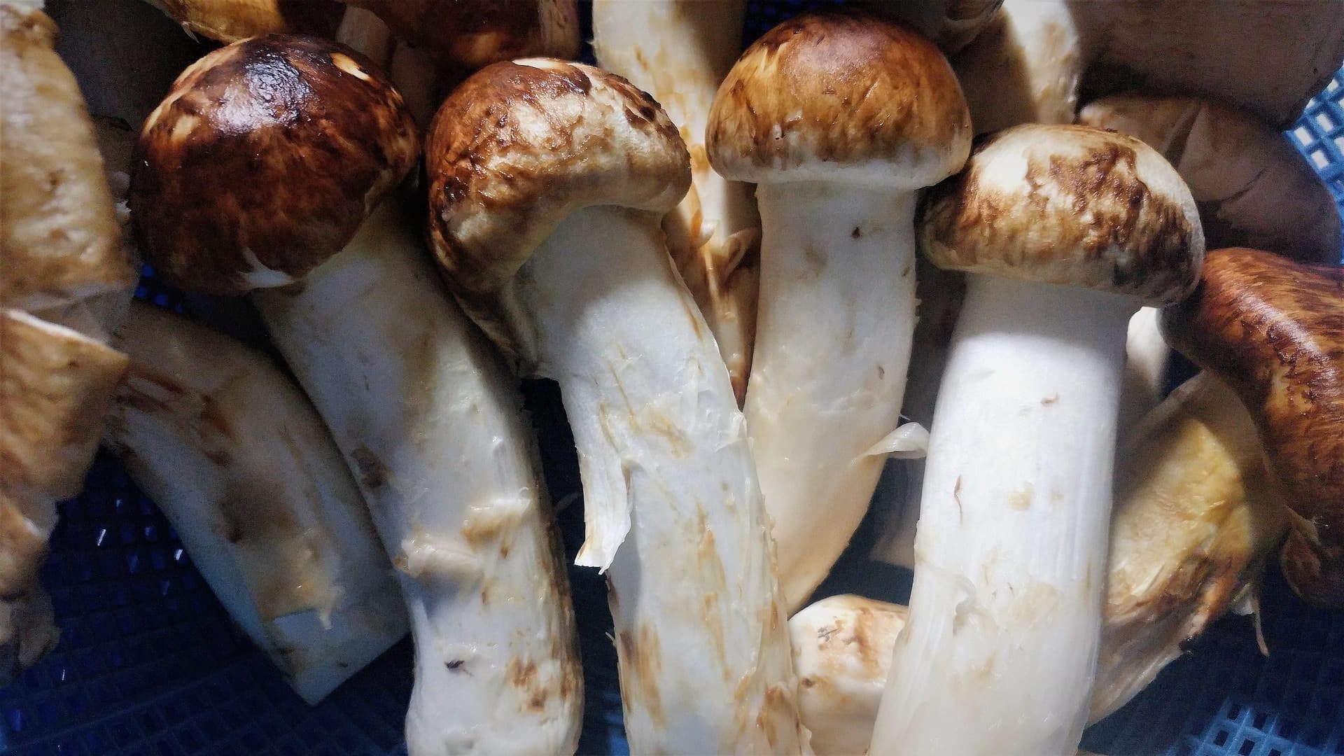 <p data-block-key="m3wze">Tuoksuvalmuska eli matsutake. (Kuva: Pixabay)</p>