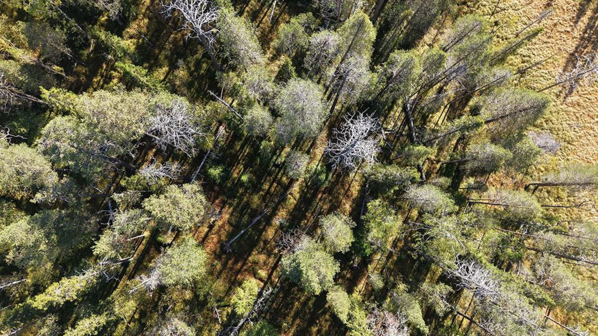 metsäkuva Samuli Junttila