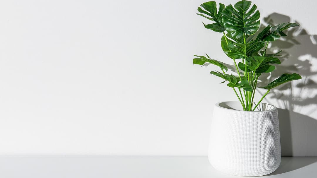 Monstera eli peikonlehti
