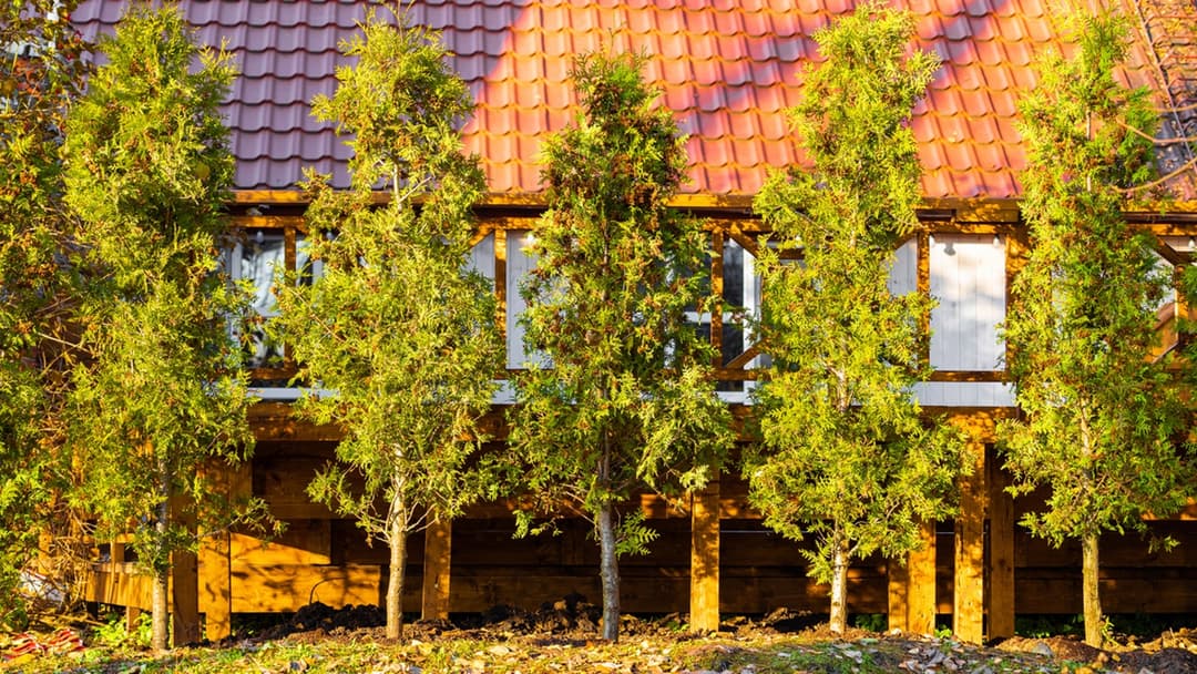 Harventuneet tuijat