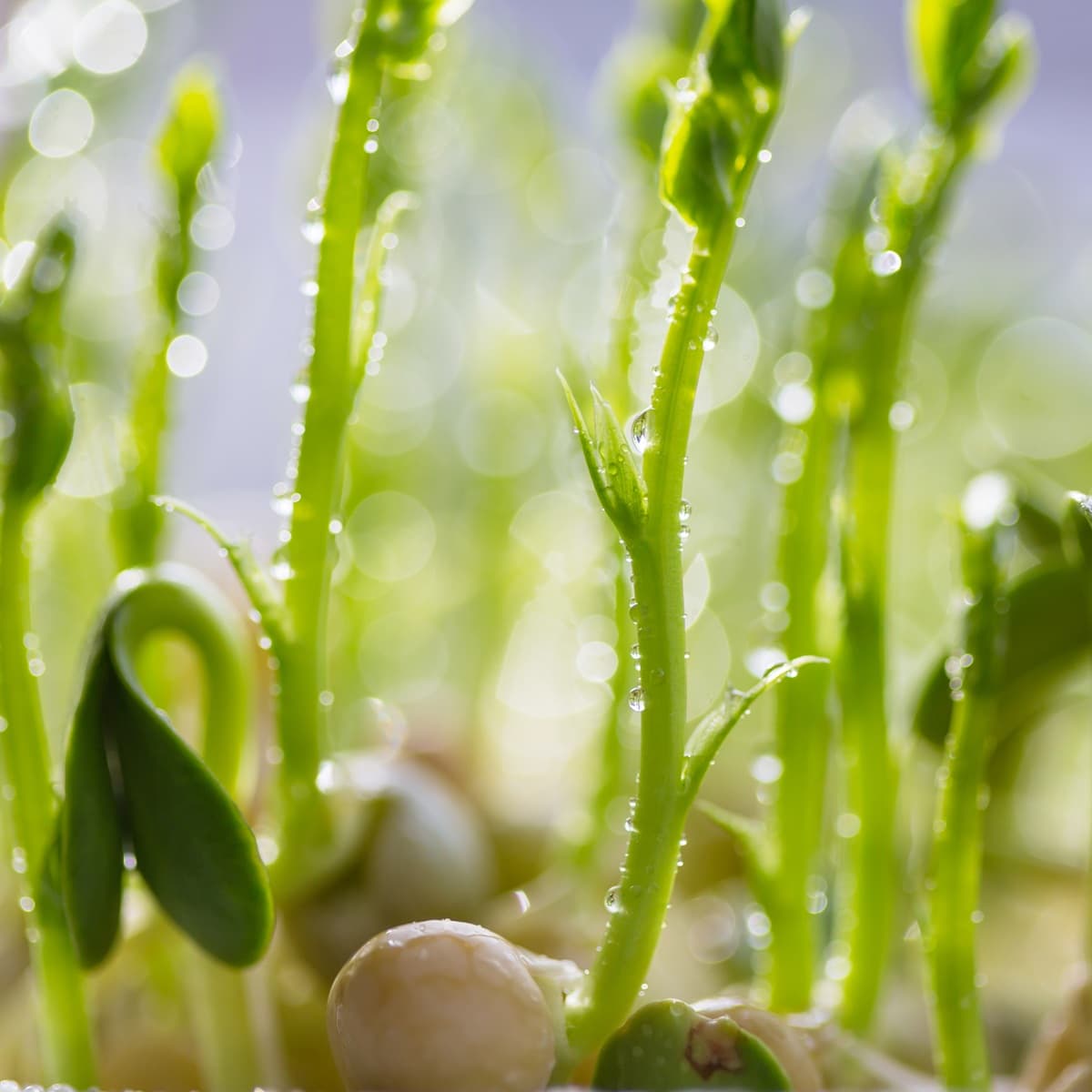 <p data-block-key="9g125">Keväällä istutetut kukat ja taimet tarvitsevat rauhallisen alun, jotta juuristo ehtii kehittyä ennen voimakasta kasvua. (Kuva: Envato)</p>