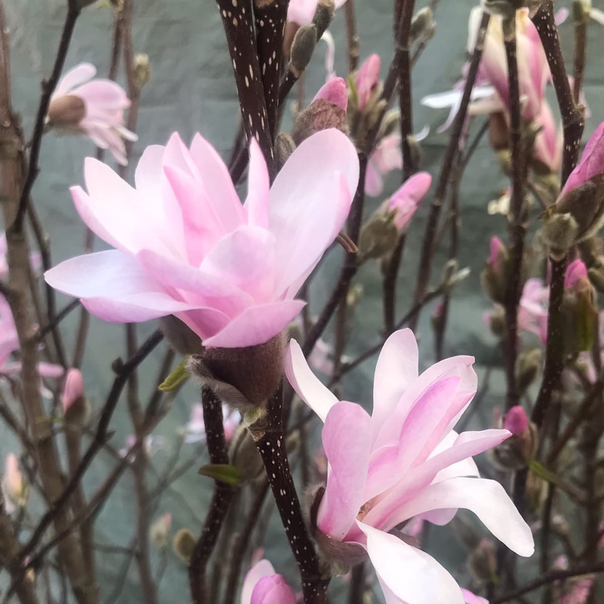 <p data-block-key="z7yxz">Loistomagnolia, Magnolia soulangeana. Loistomagnolia lumoaa suurilla, näyttävillä kukillaan – keväinen katseenvangitsija parhaimmillaan.</p>