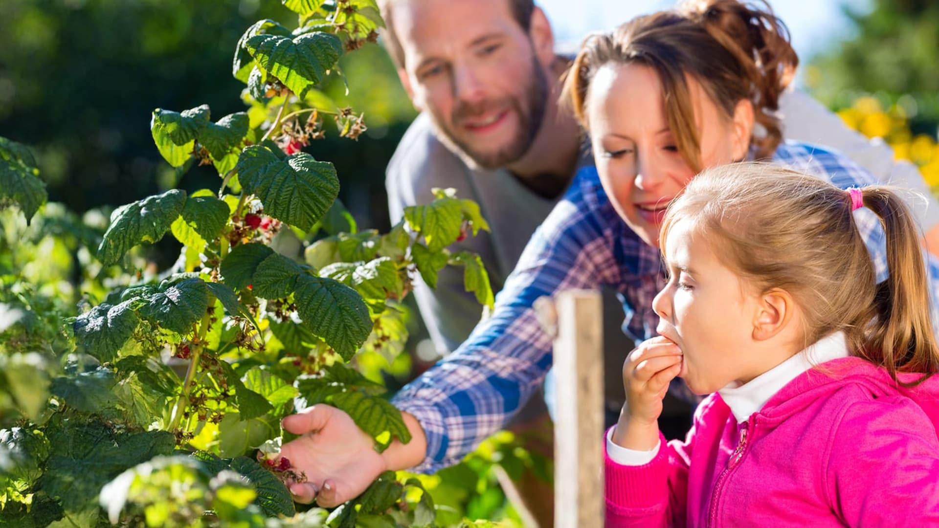 perhe-poimii-vadelmia-iStock