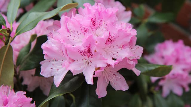 Alppiruusu kukkii