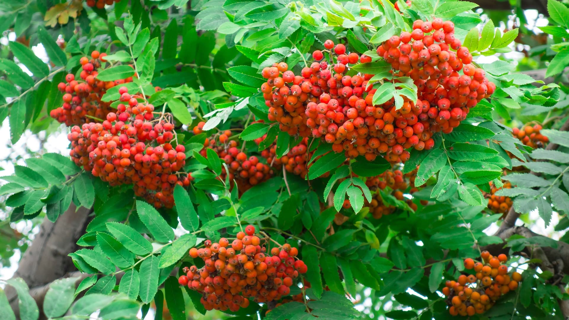 rowan-with-bunches-of-ripe-berries