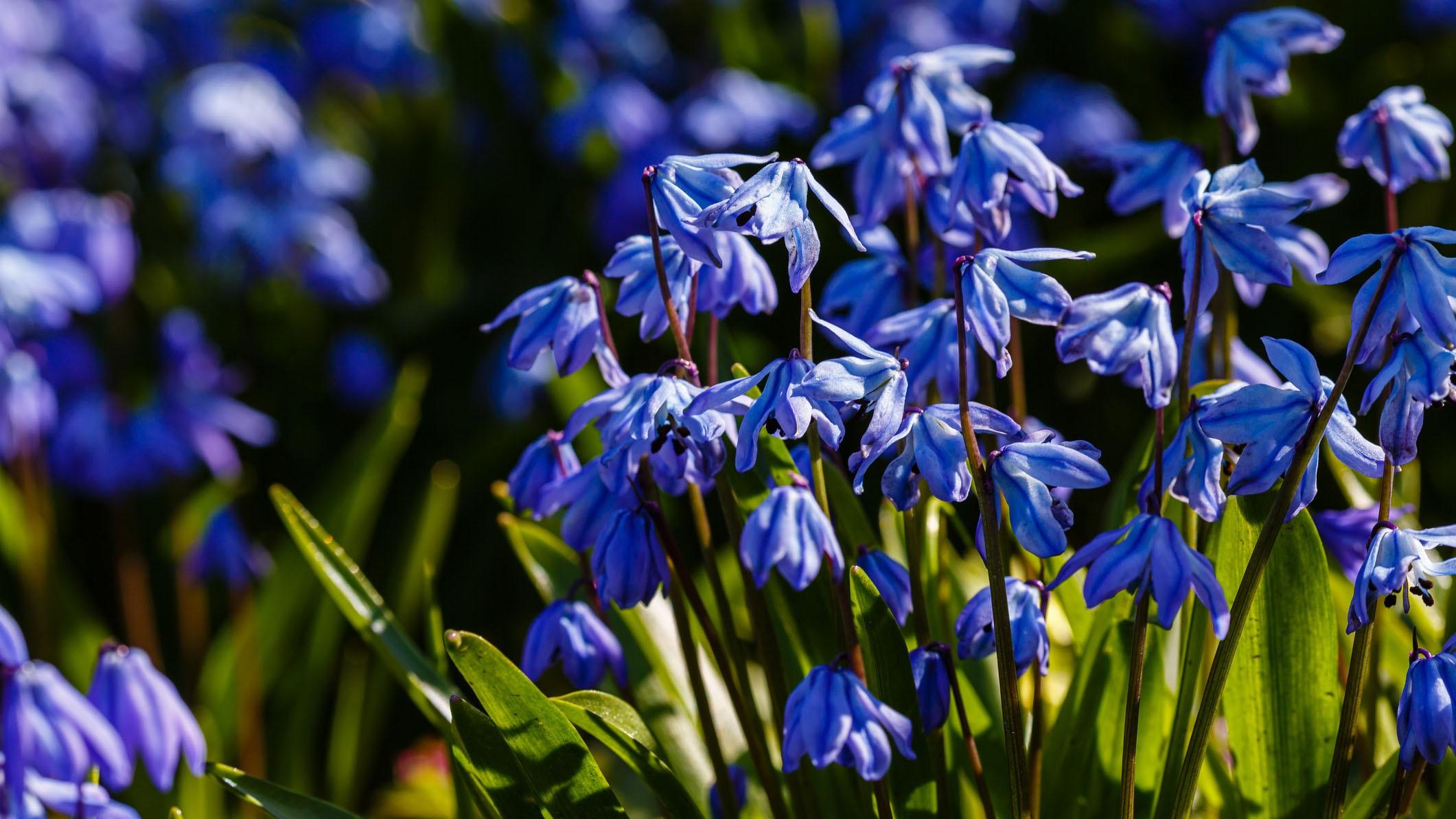 <p data-block-key="2ejlj">Idänsinililja (Scilla siberica)</p>