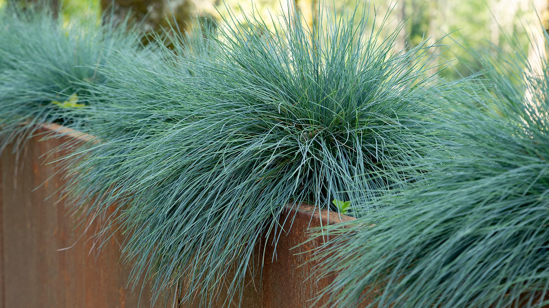 <p data-block-key="mdtip">Sininata (Festuca Glauca-Ryhmä). Kuva Adobe Stock</p>