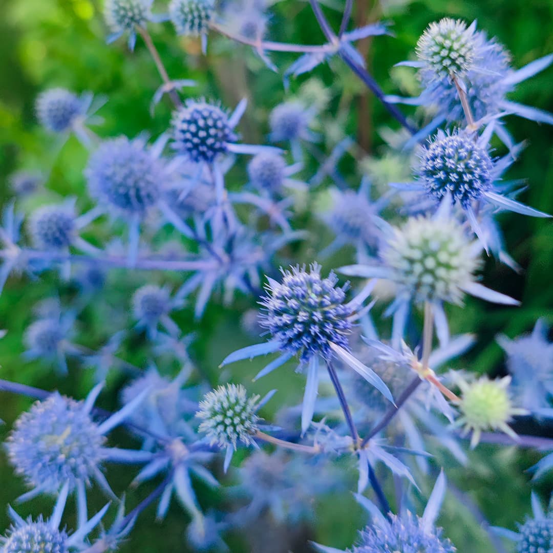 <p data-block-key="6ayjx">Sinipiikkiputki (<i>Eryngium planum</i>). Kuva: Sari Nieminen</p>