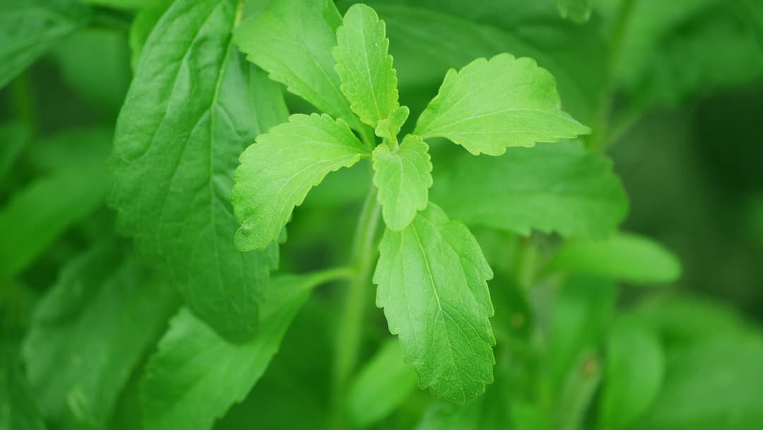 Stevia makeutusaineena