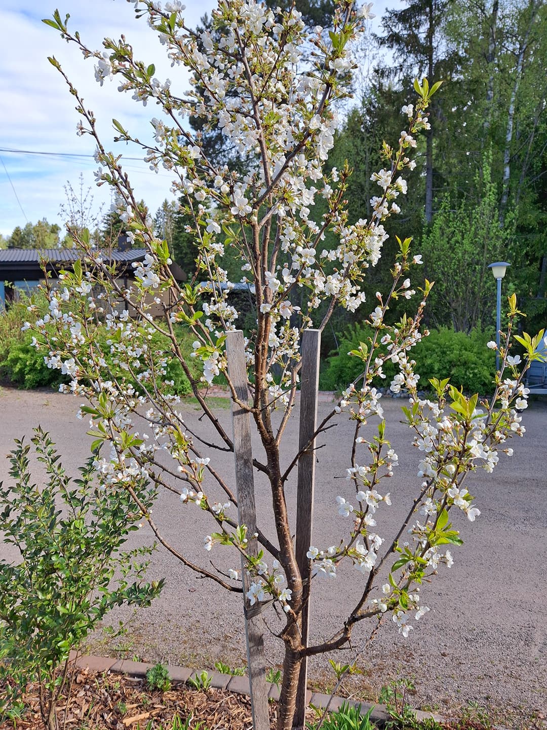 <p data-block-key="p2x20">Kukkiva suklaakirsikka (Kuva: Sari Nieminen).</p>