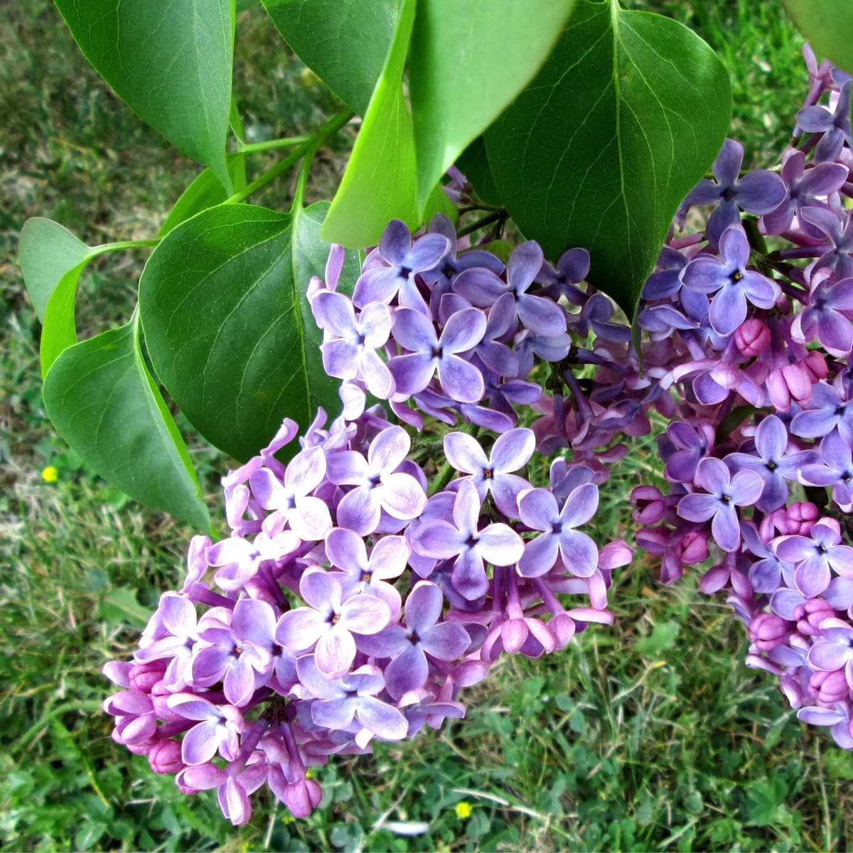 <p data-block-key="oay11">Pensas nuorennetaan muutaman vuoden välein harventamalla, jolloin se kukkii runsaasti joka kesä. (Kuva: Pixabay)</p>