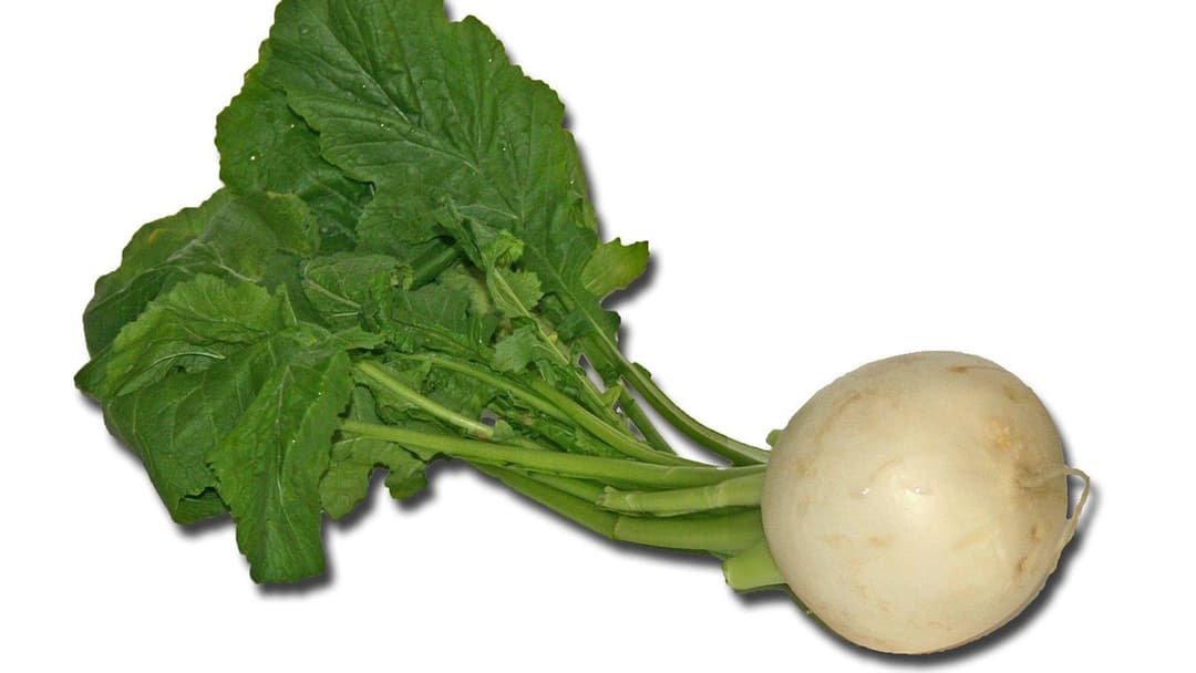 Nauris, Brassica rapa