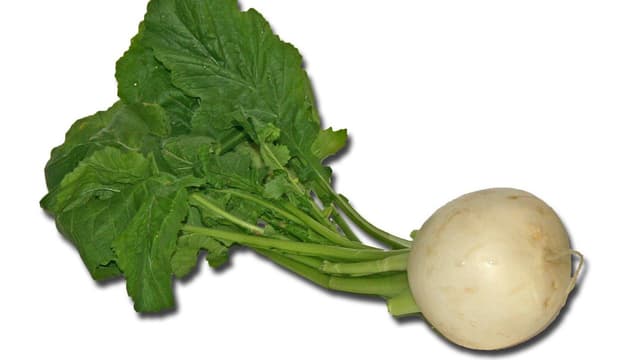 Nauris, Brassica rapa