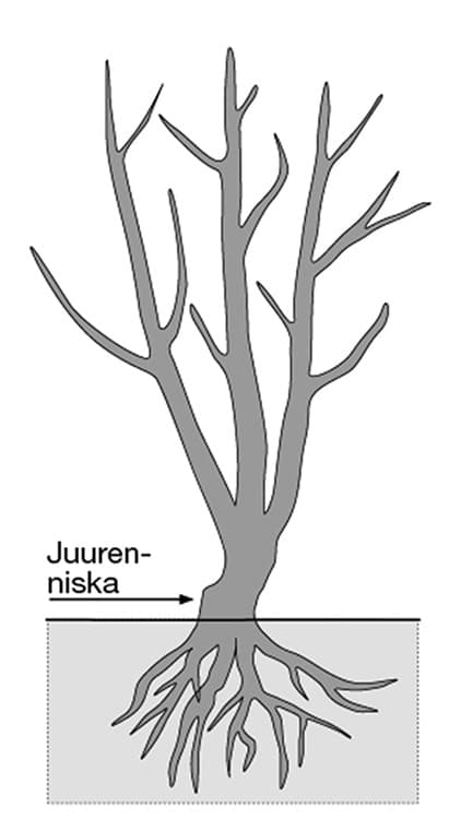Magnolian istuttaminen näin