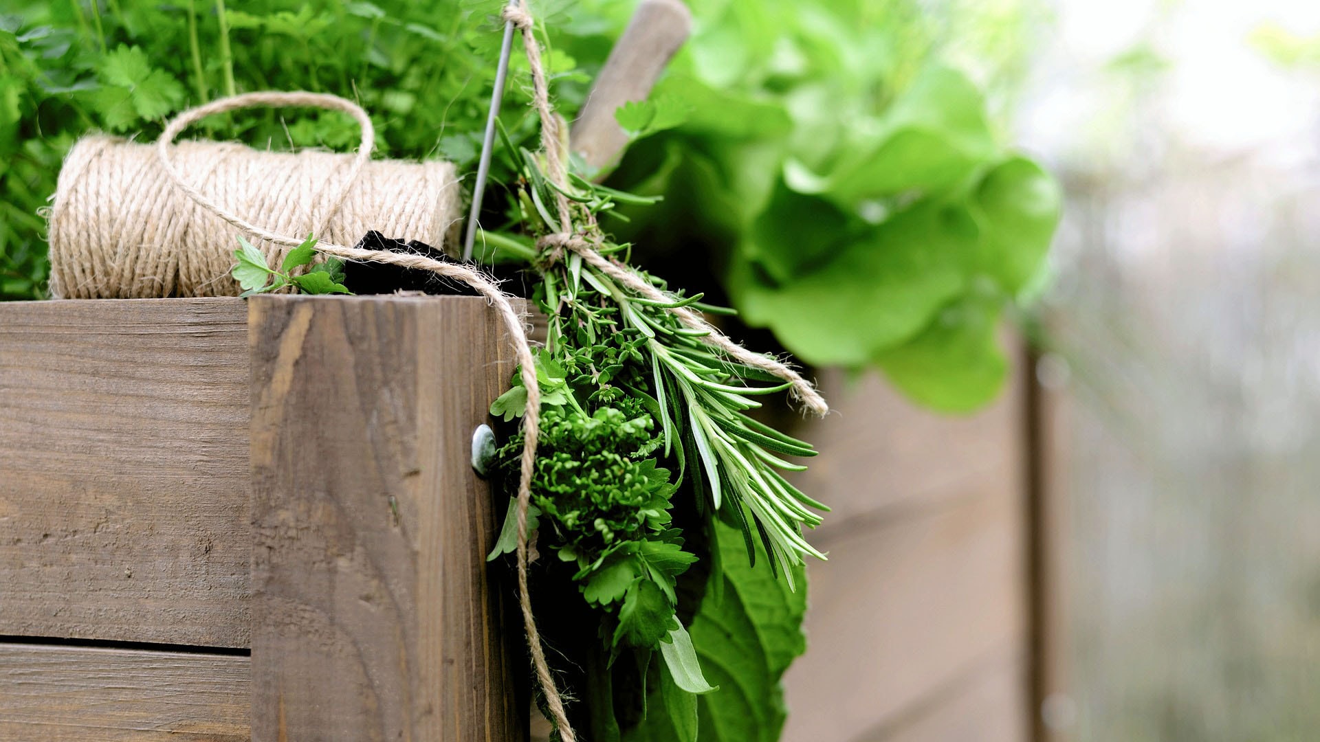 1920 herbs-6309795_1920