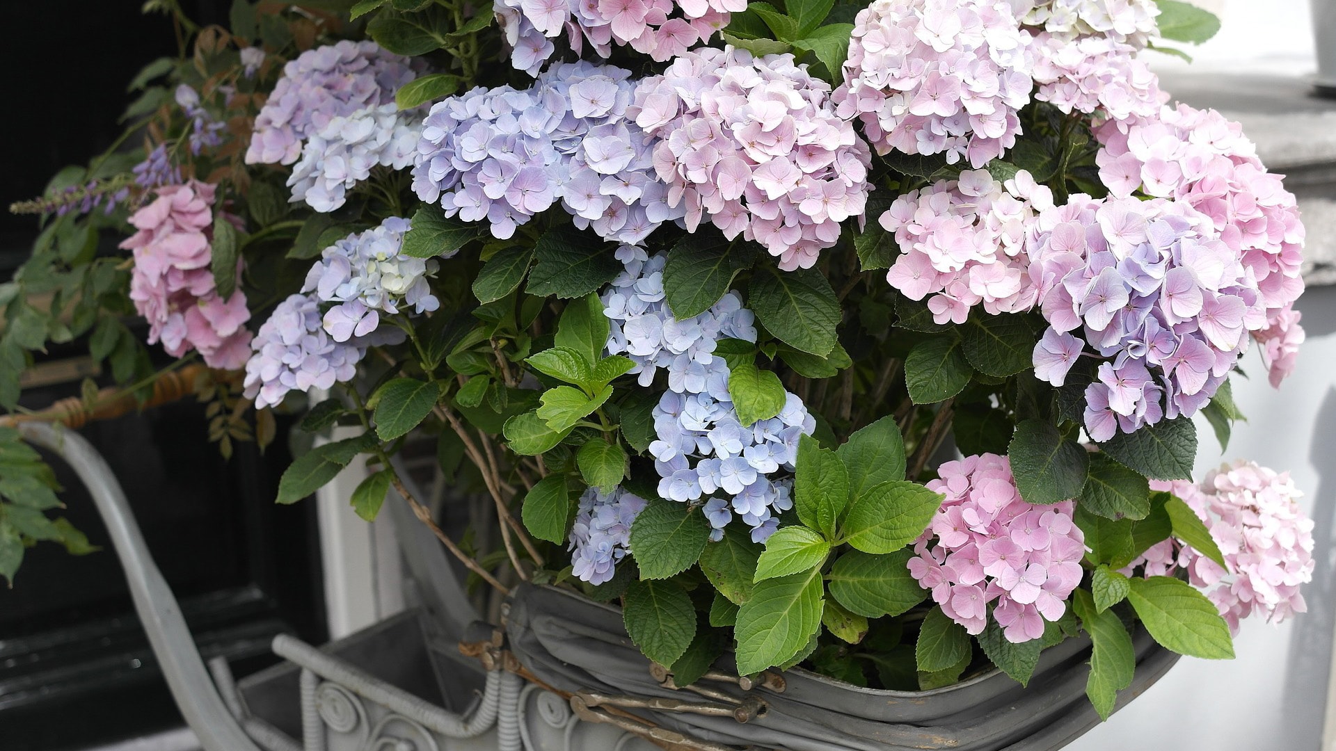 Hortensia.jpg