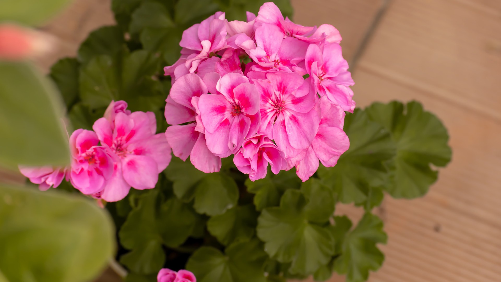 Pelargoniaa on hyvä myös leikata hieman jo elokuussa.jpg